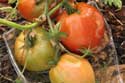 Alimentation-et-agriculture_Vignette